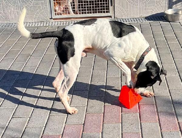 BLACK GENTILCANE Foto 6